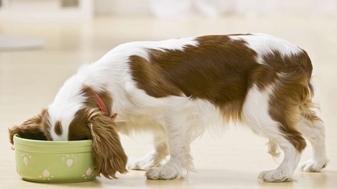 dog eating dry dog food from bowl